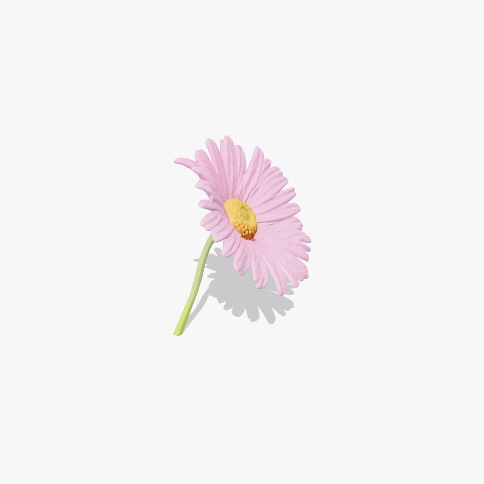 Aster Pink Flower Realistic Textured model pack